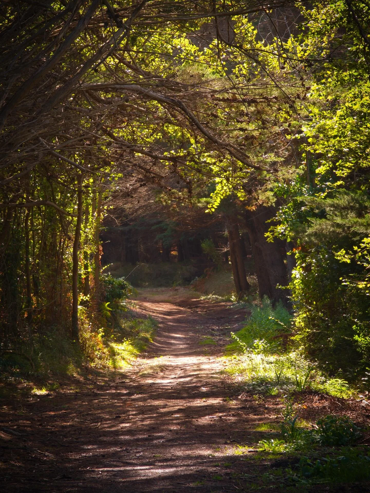 - The green path -

Google Pixel 9 Pro XL / Edited on Mac mini M4

#landscape #landscapephotography #coast #wildcoast #dune #sea #flora #seascape #wave #mer #photographie #paysage #cote #cotesauvage #fleur #tourisme #vendee #vendeetourisme #iledyeu #