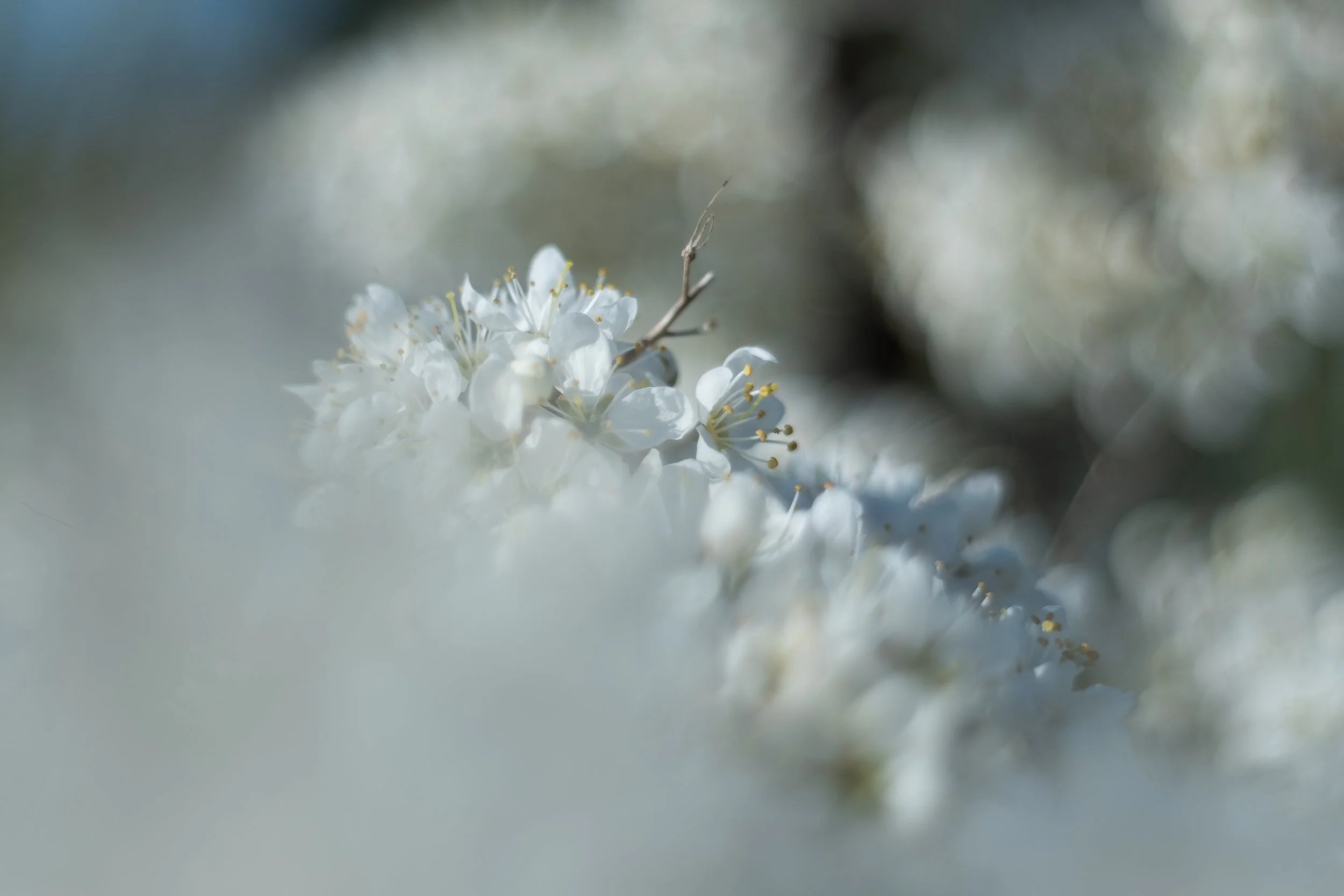 DSCF9887.jpg