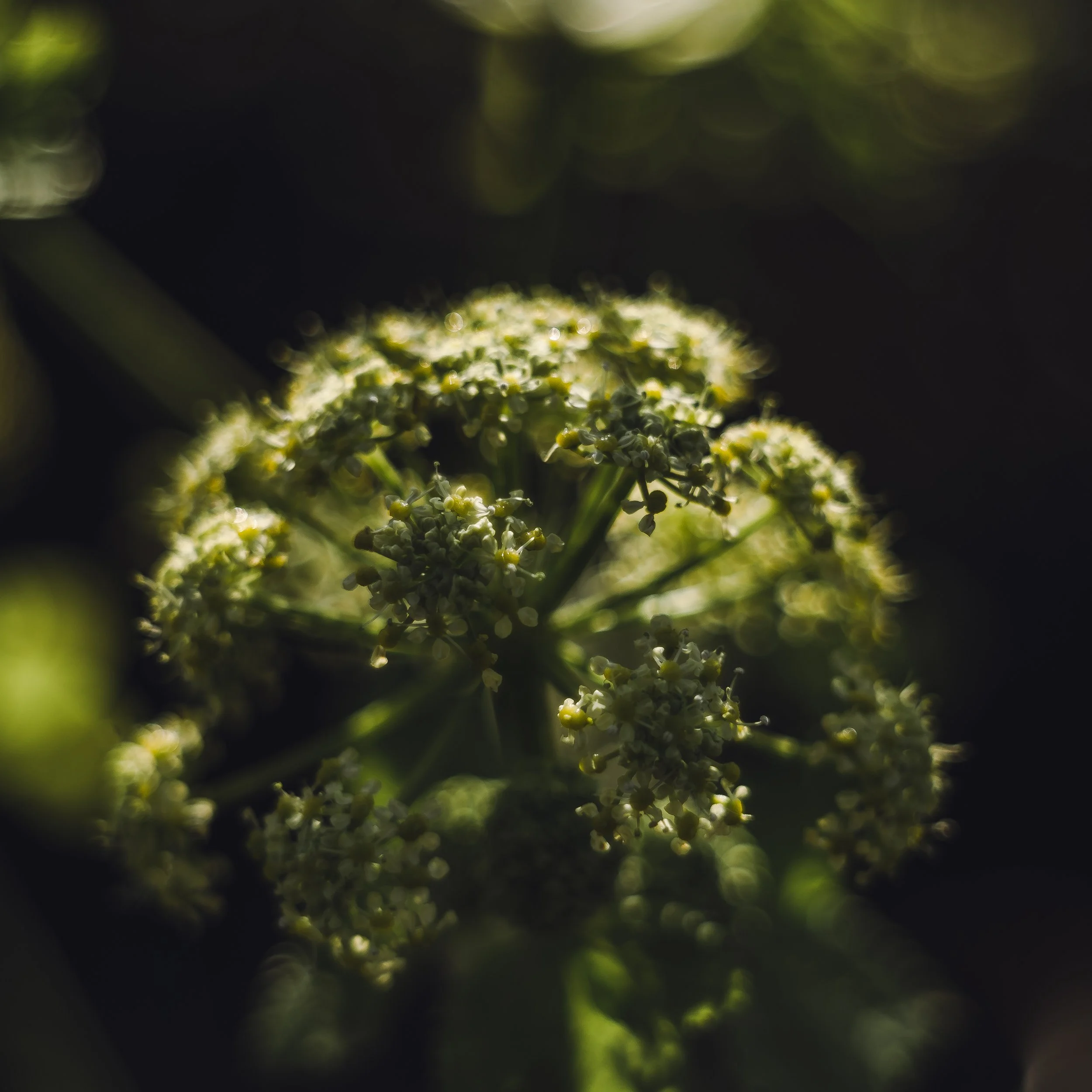 DSCF9890.jpg