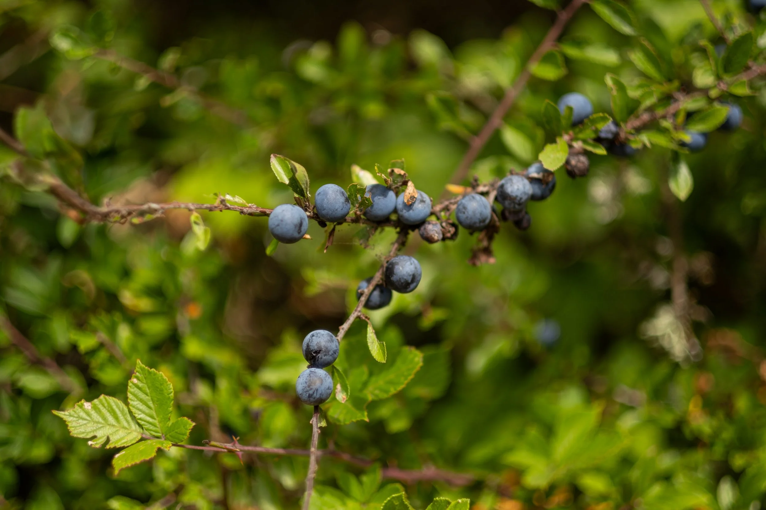 DSCF0073.jpg