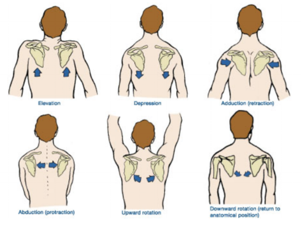 Ward Rotation Scapular Upward Rotation – Armored Heat App