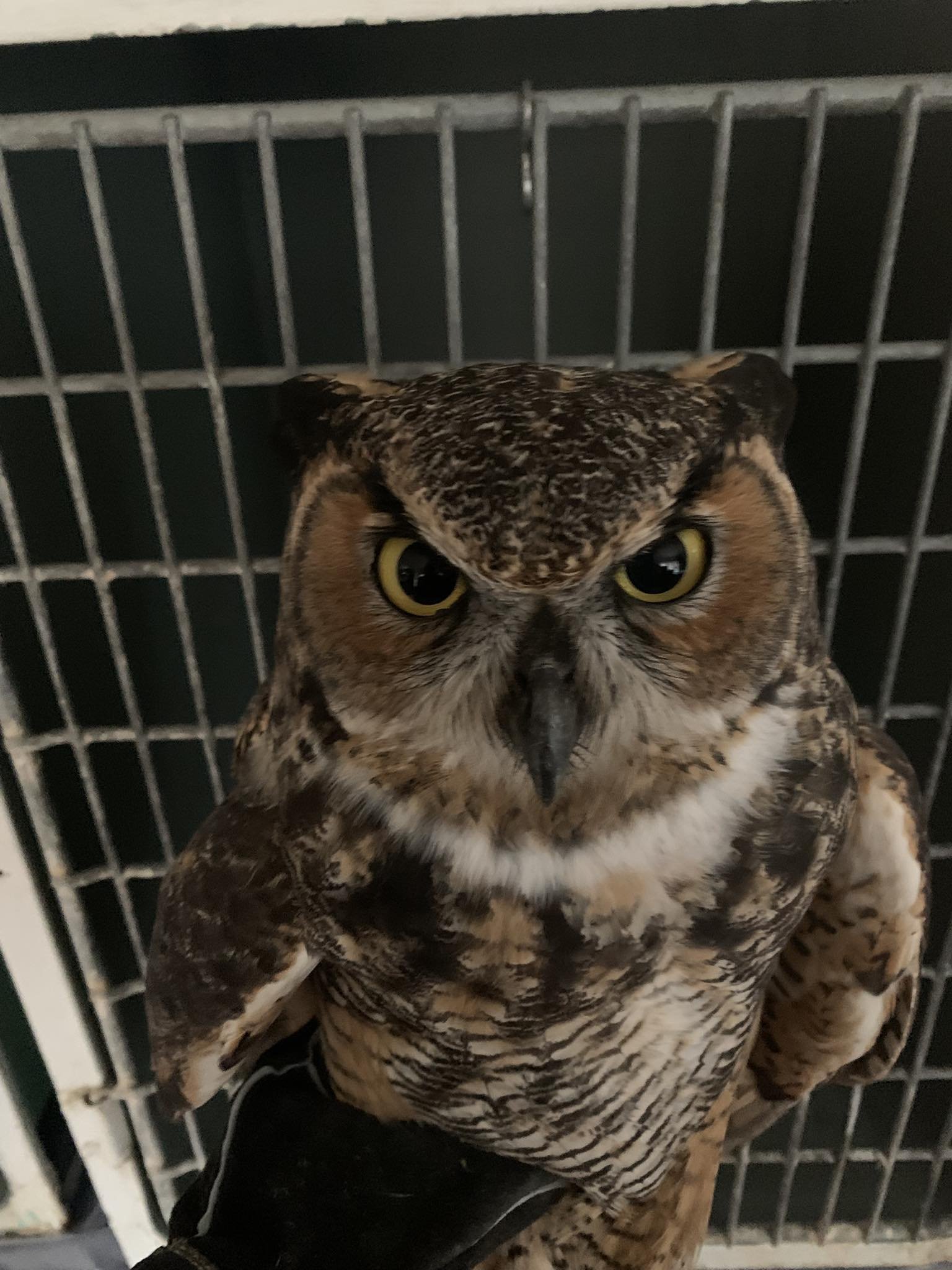 Great Horned Owl