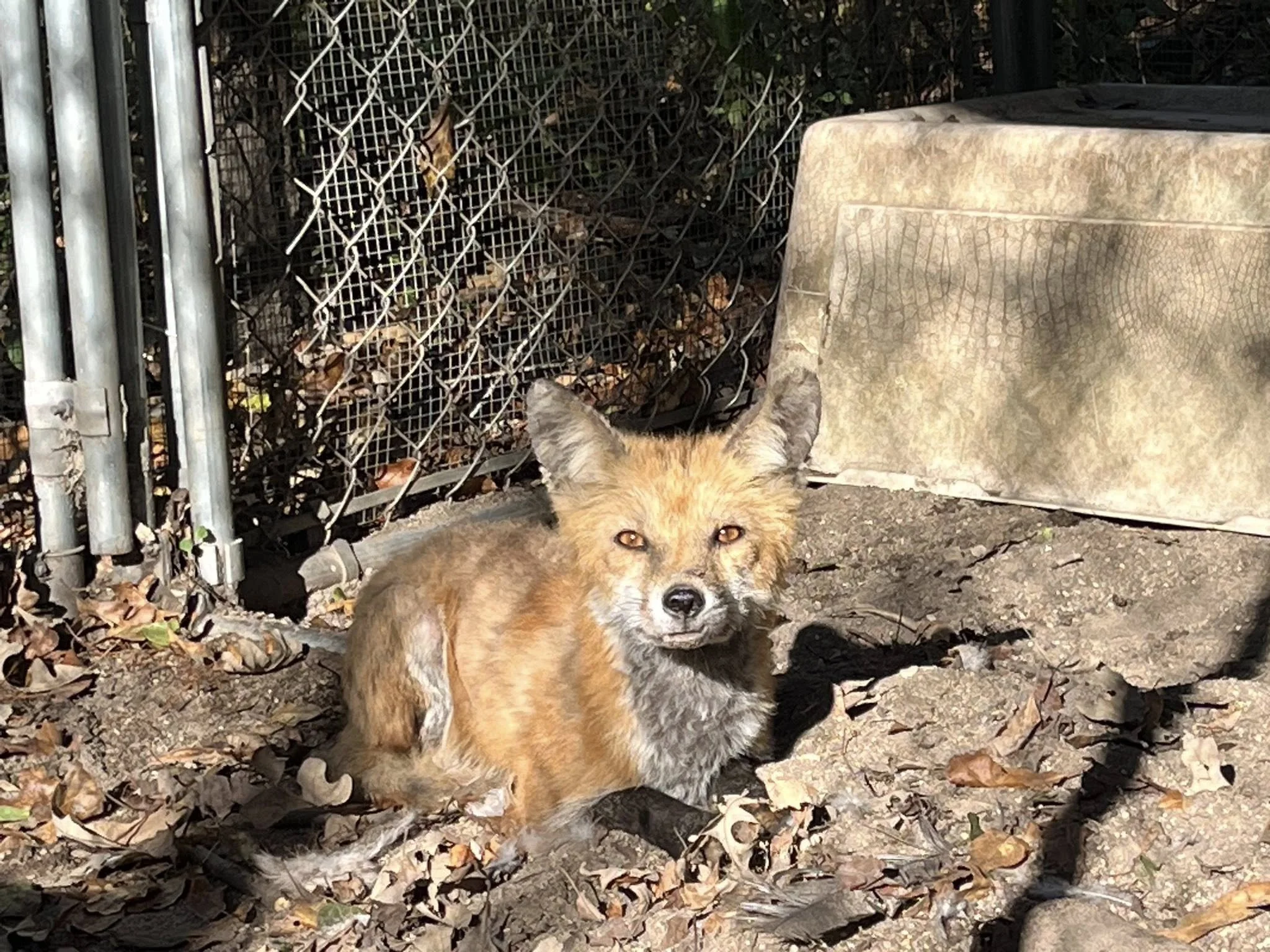 Fox Patient Update