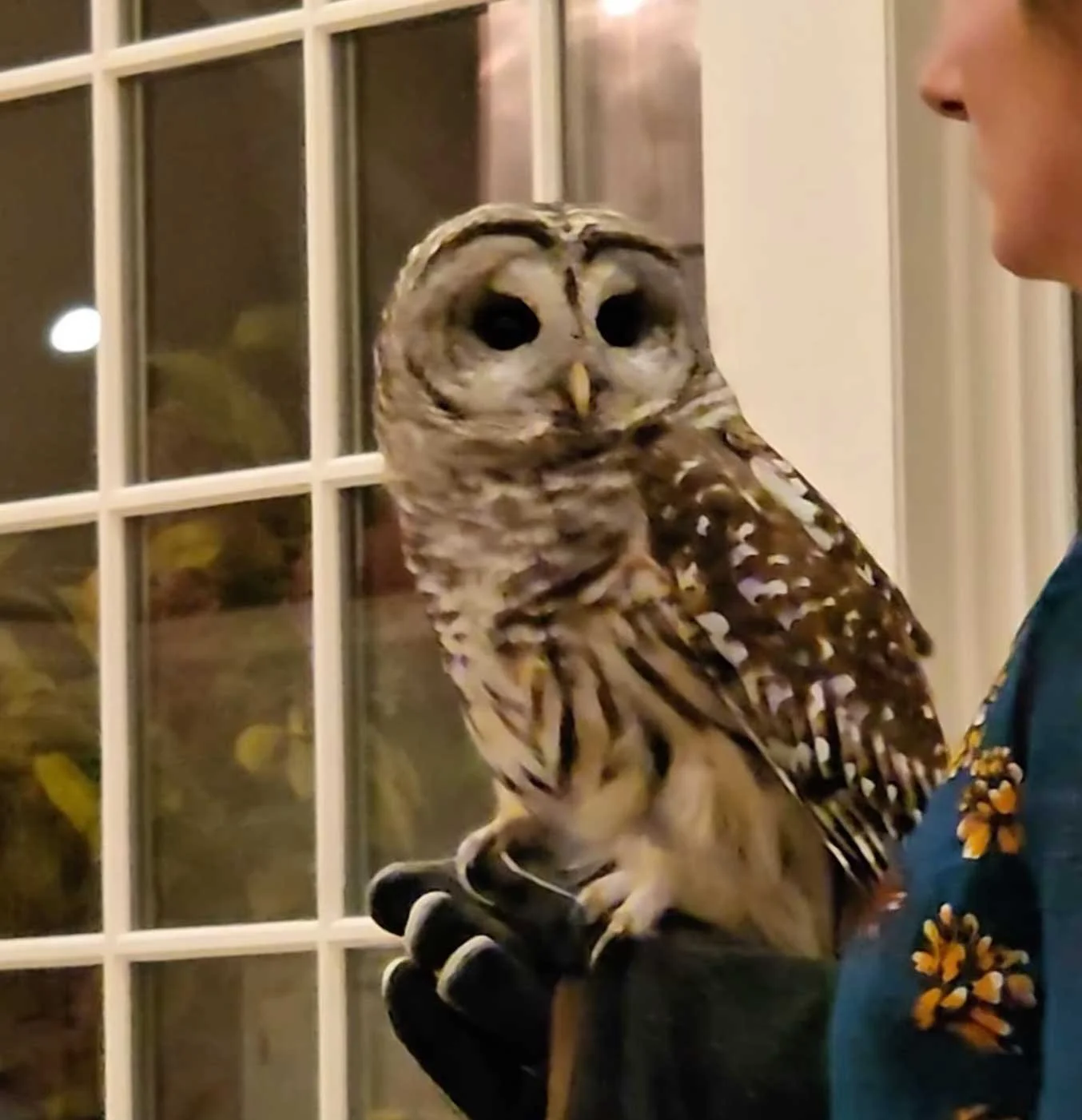 Great Horned Owl Release Video