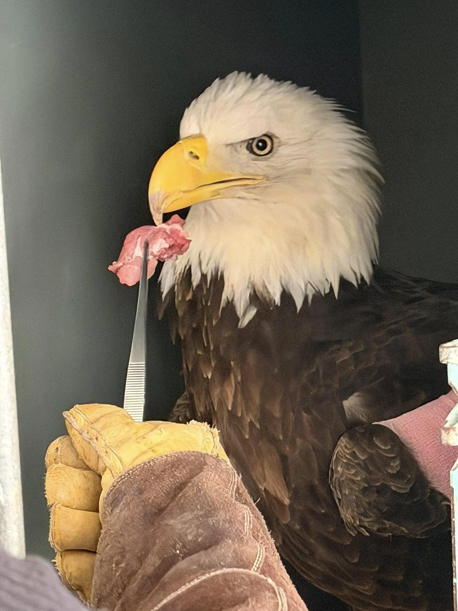 Bald Eagle Transfer Patient