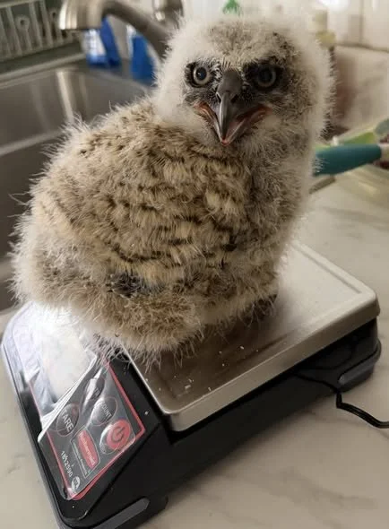 Baby Great Horned Owl
