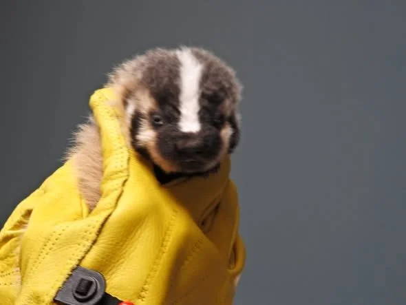 Baby Badger Rescued near Madison