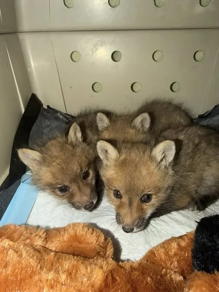 Baby Red Fox Kits Rescued in Delafield