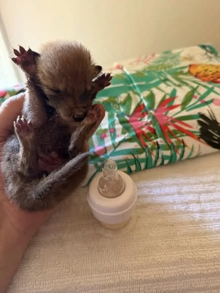 Baby Coyotes Rescued from Jefferson