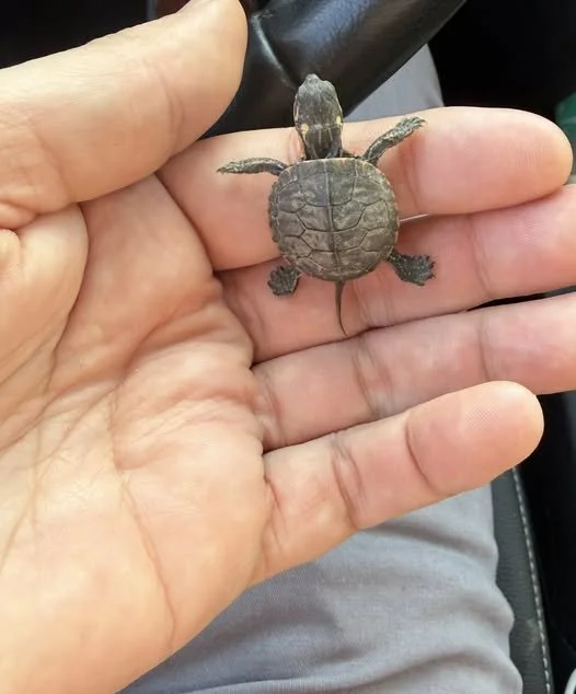 Baby Painted Turtle