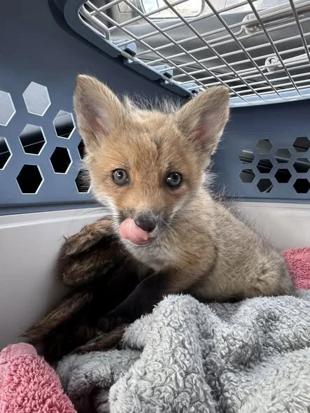 Red Fox Kit from Western Wisconsin