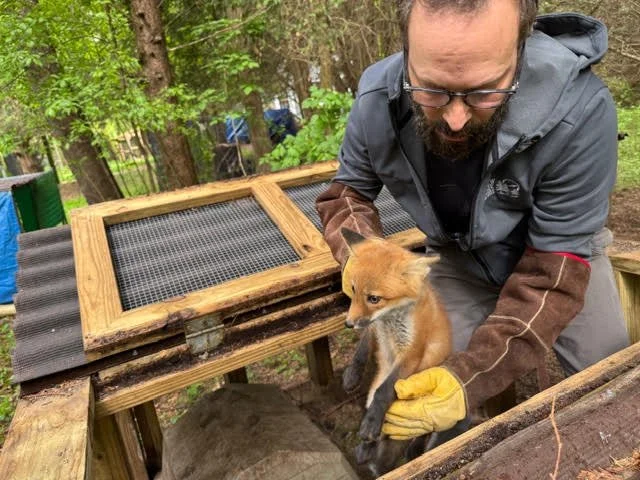 Red Fox Pups