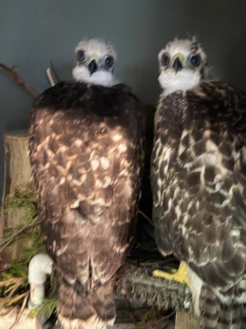 Baby Red Tailed Hawks
