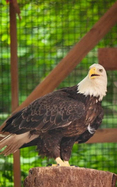 Bald Eagle