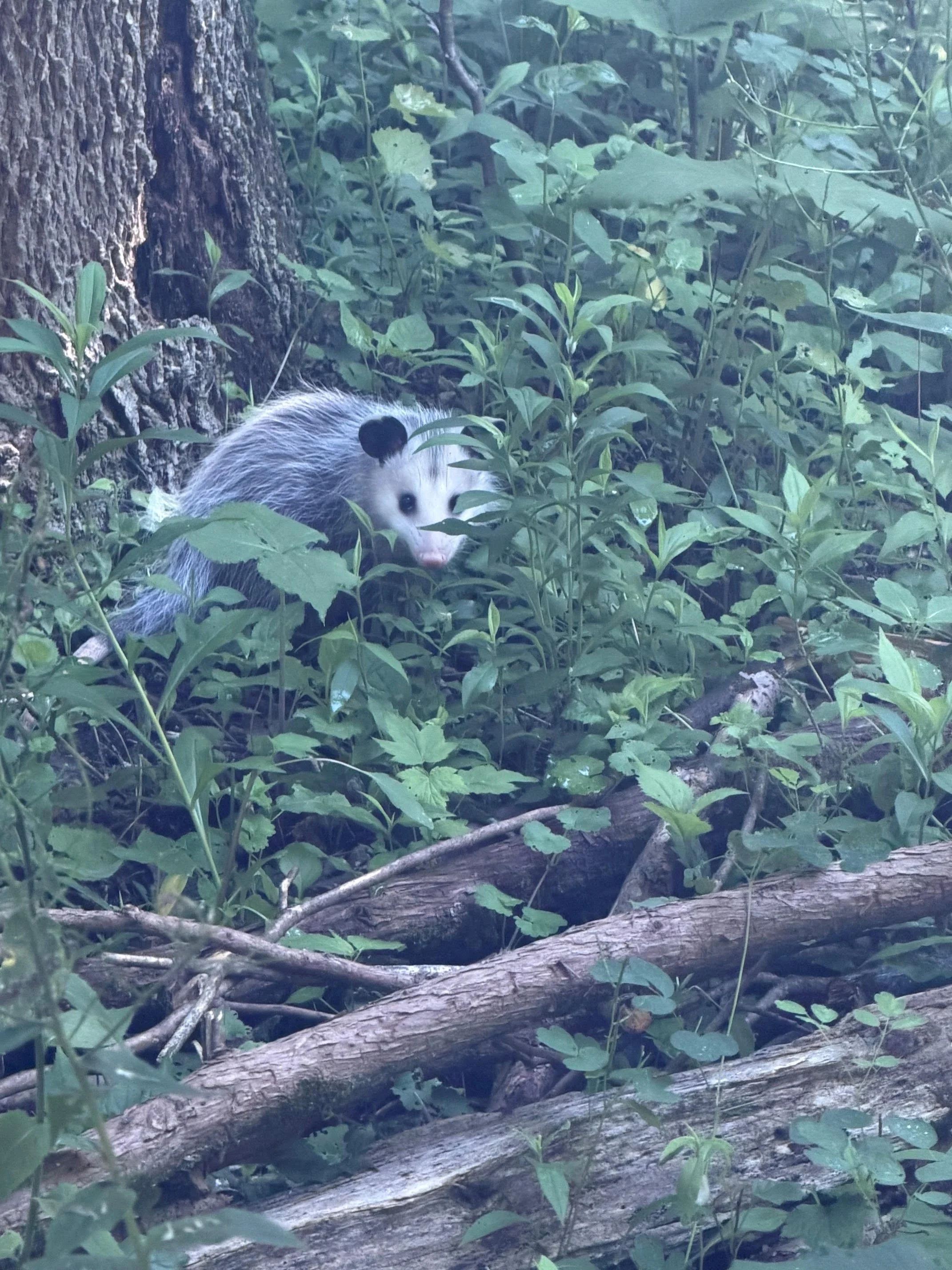 Opossum Release