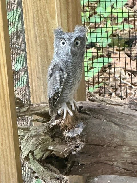 3 Immature Screech Owls who were orphaned admitted to Pine View