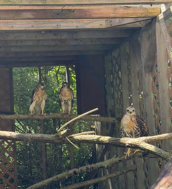 UPDATE: Our Juvenile Red Tailed Hawks are doing well and a month away from release time!