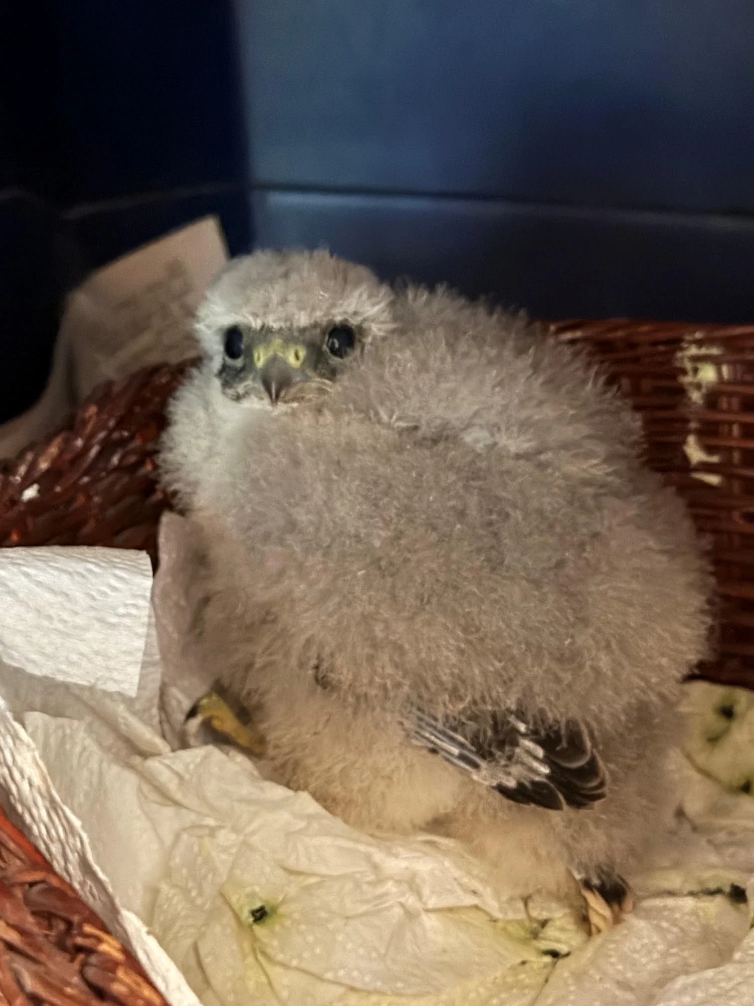 Immature Coopers Hawks – Orphaned, admitted to Pine View