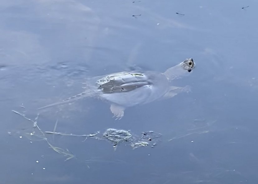 turtle 2.jpeg