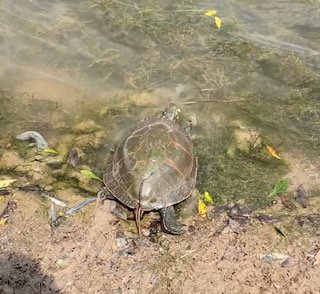 turtle 1.jpeg