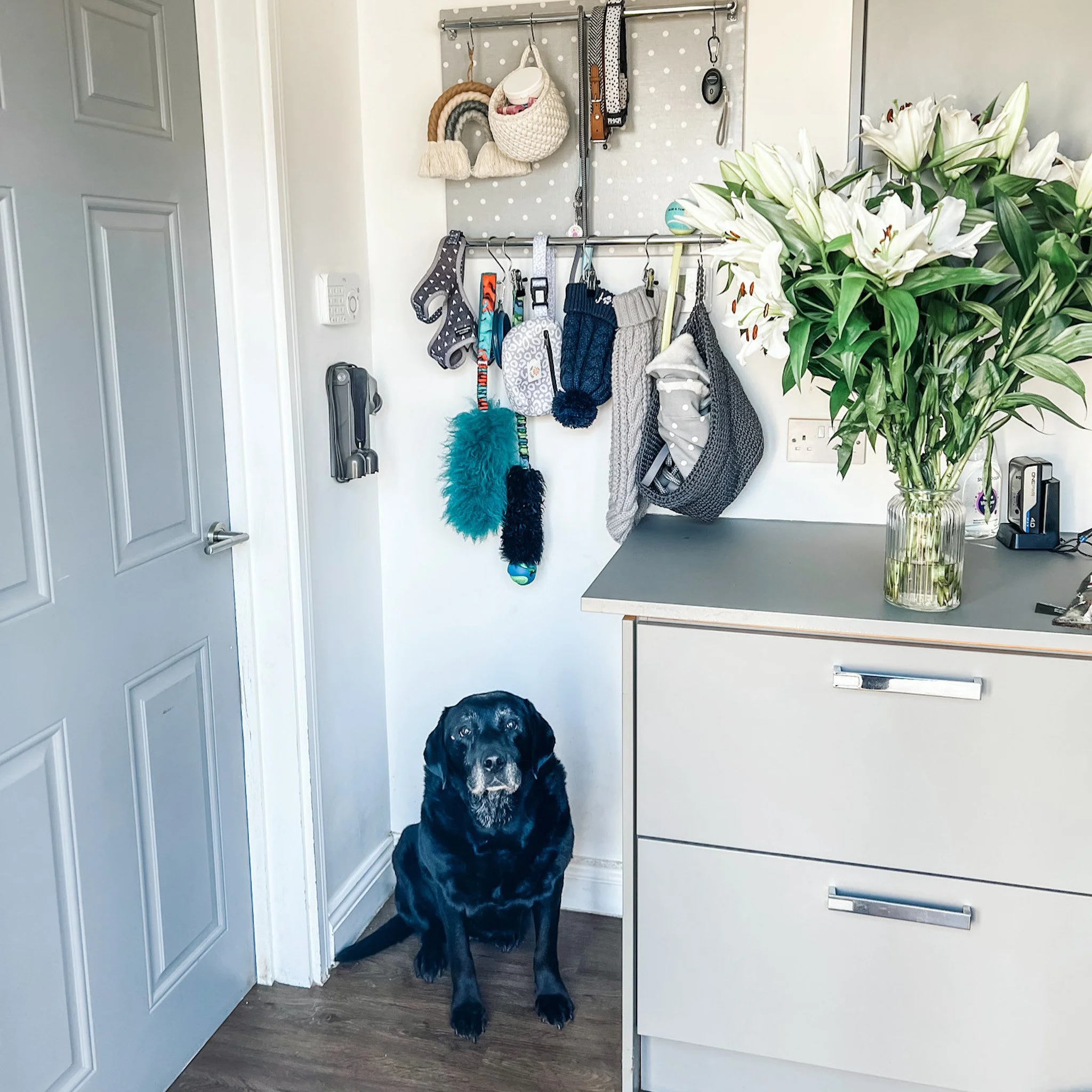 Grey Spotty Pupdrobe installed in kitchen with dog waiting