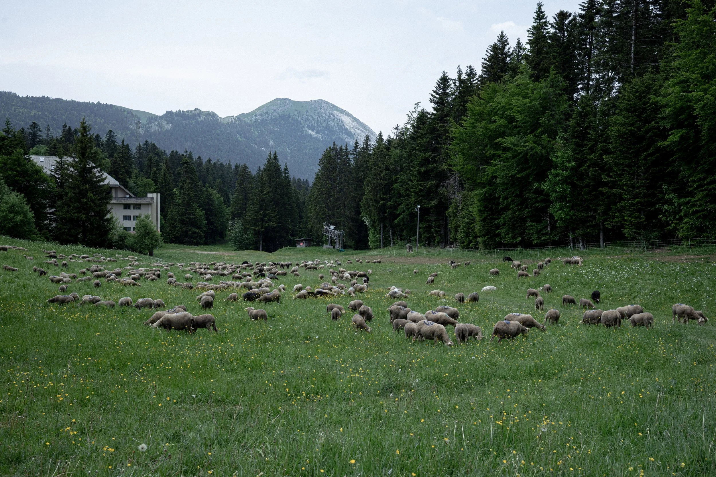 HL_ACHASTAGNER_TRANSHUMANCE_CHARTREUSE_2025_034.jpg