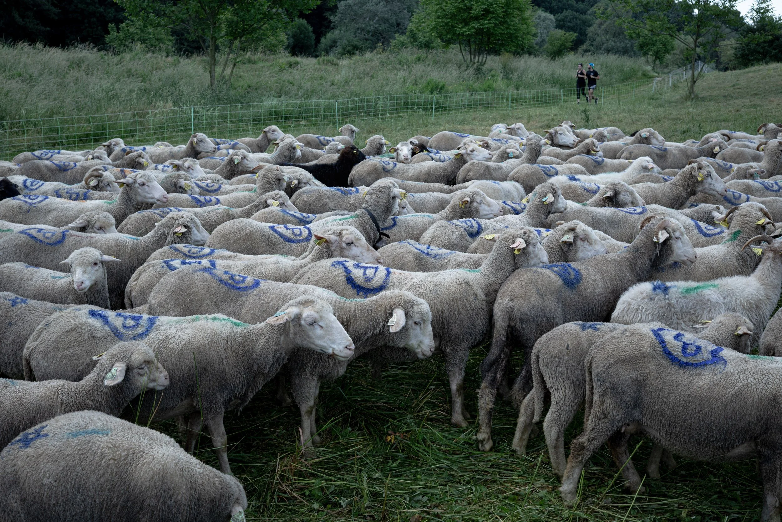 HL_ACHASTAGNER_TRANSHUMANCE_CHARTREUSE_2025_002.jpg