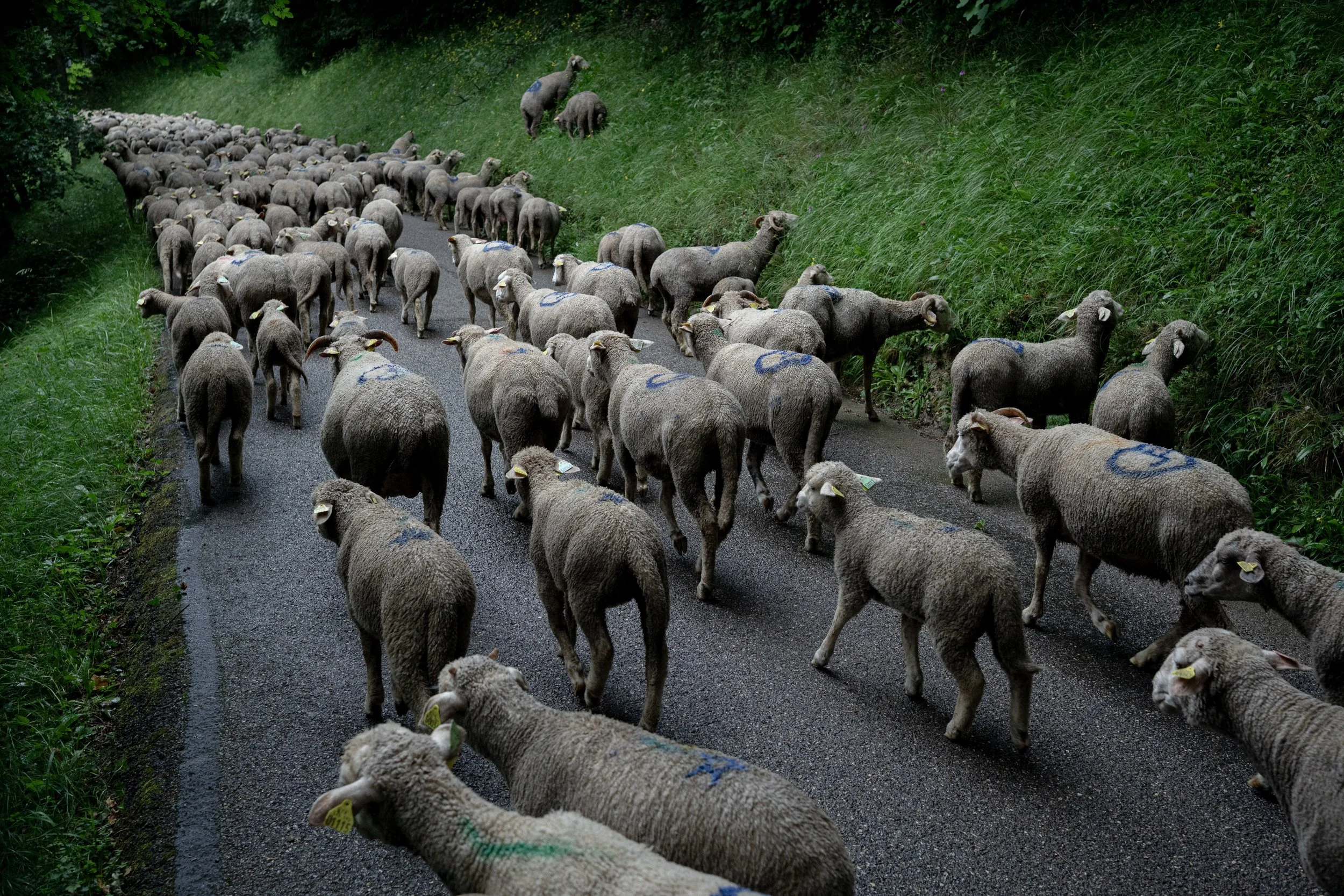 HL_ACHASTAGNER_TRANSHUMANCE_CHARTREUSE_2025_014.jpg