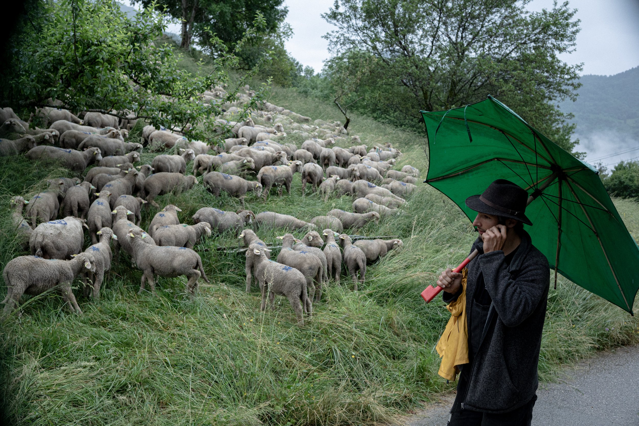 HL_ACHASTAGNER_TRANSHUMANCE_CHARTREUSE_2025_019.jpg