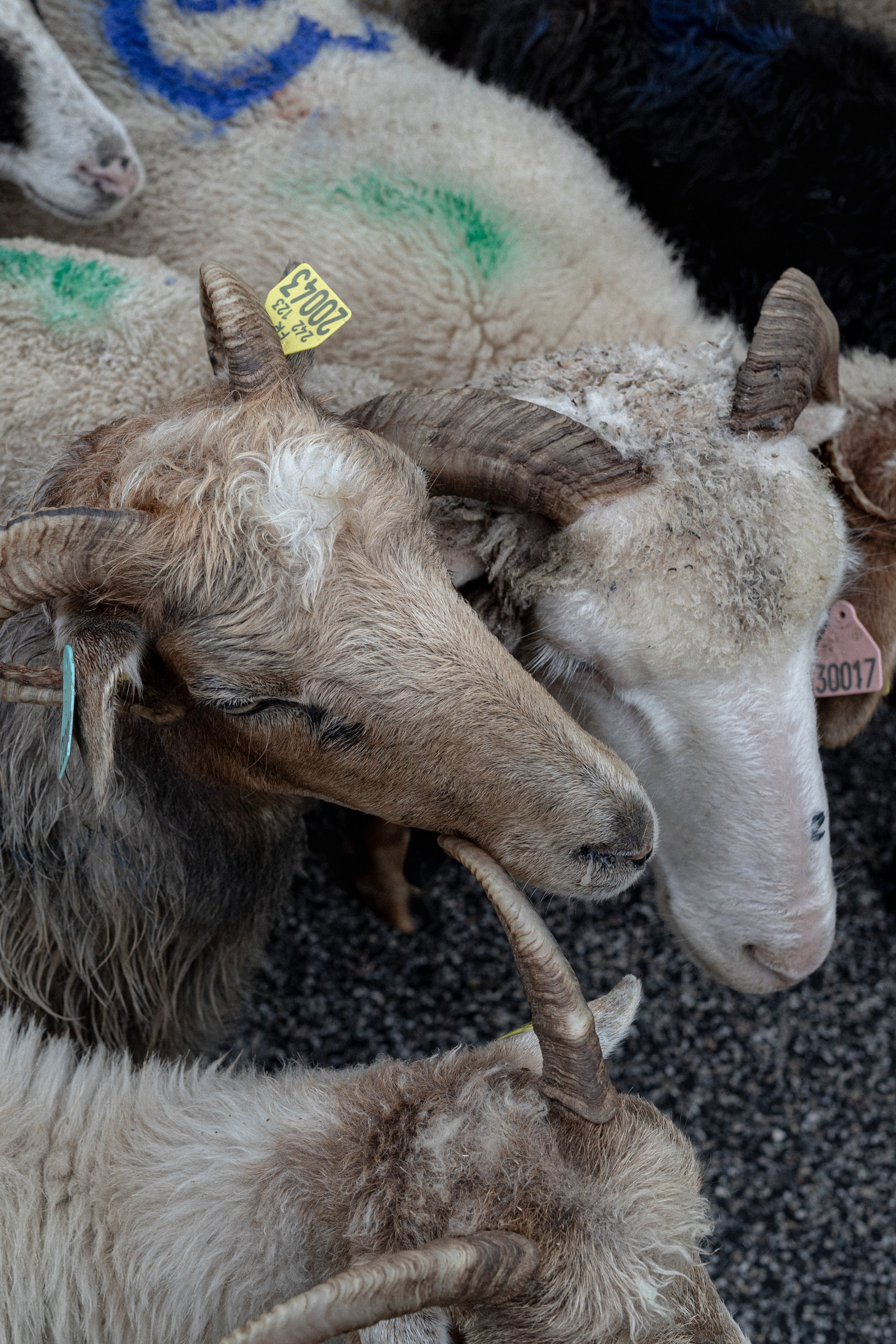 HL_ACHASTAGNER_TRANSHUMANCE_CHARTREUSE_2025_028.jpg