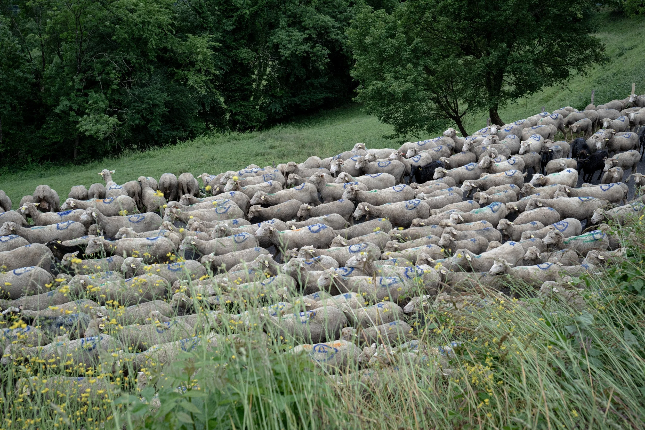 HL_ACHASTAGNER_TRANSHUMANCE_CHARTREUSE_2025_009.jpg