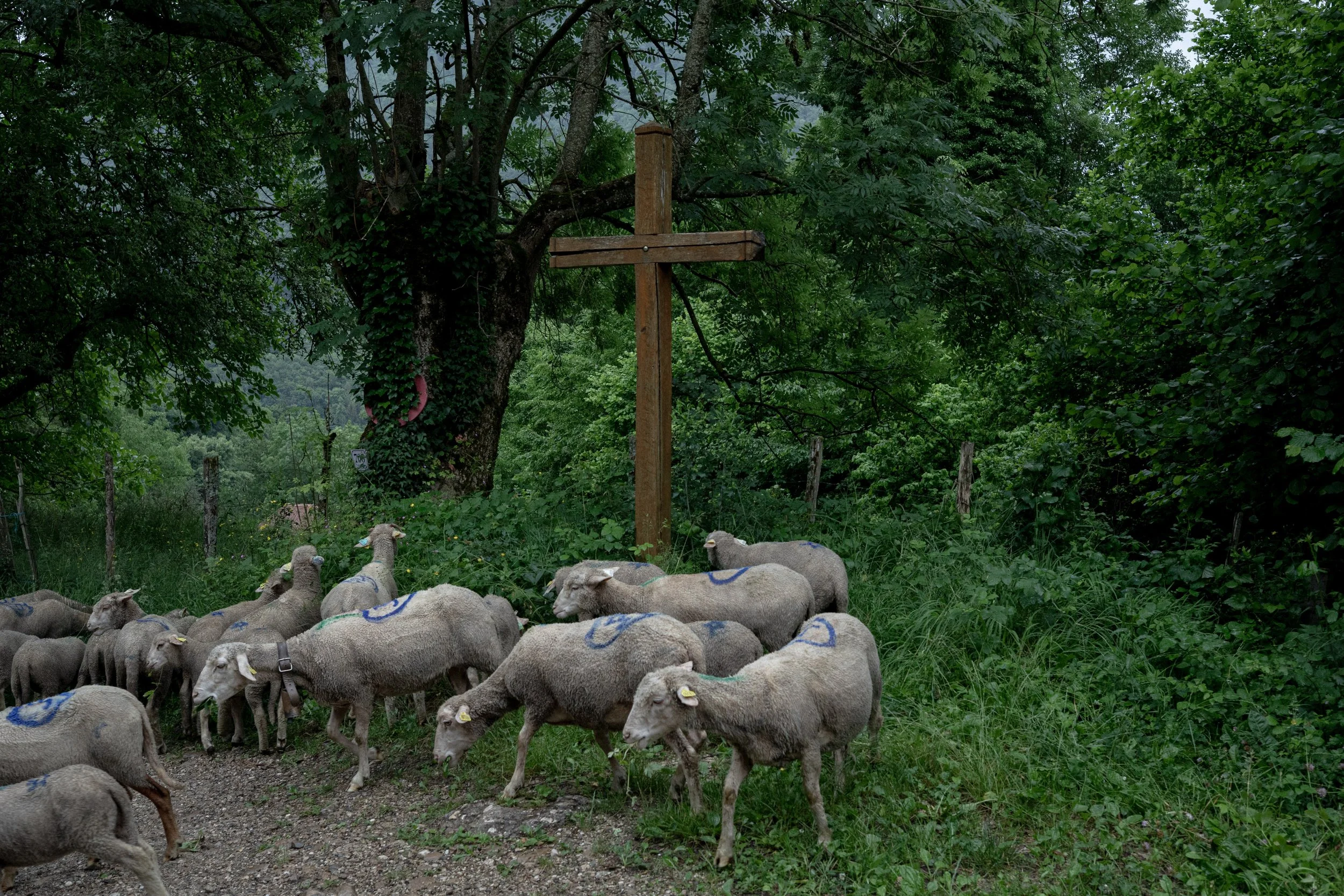 HL_ACHASTAGNER_TRANSHUMANCE_CHARTREUSE_2025_026.jpg