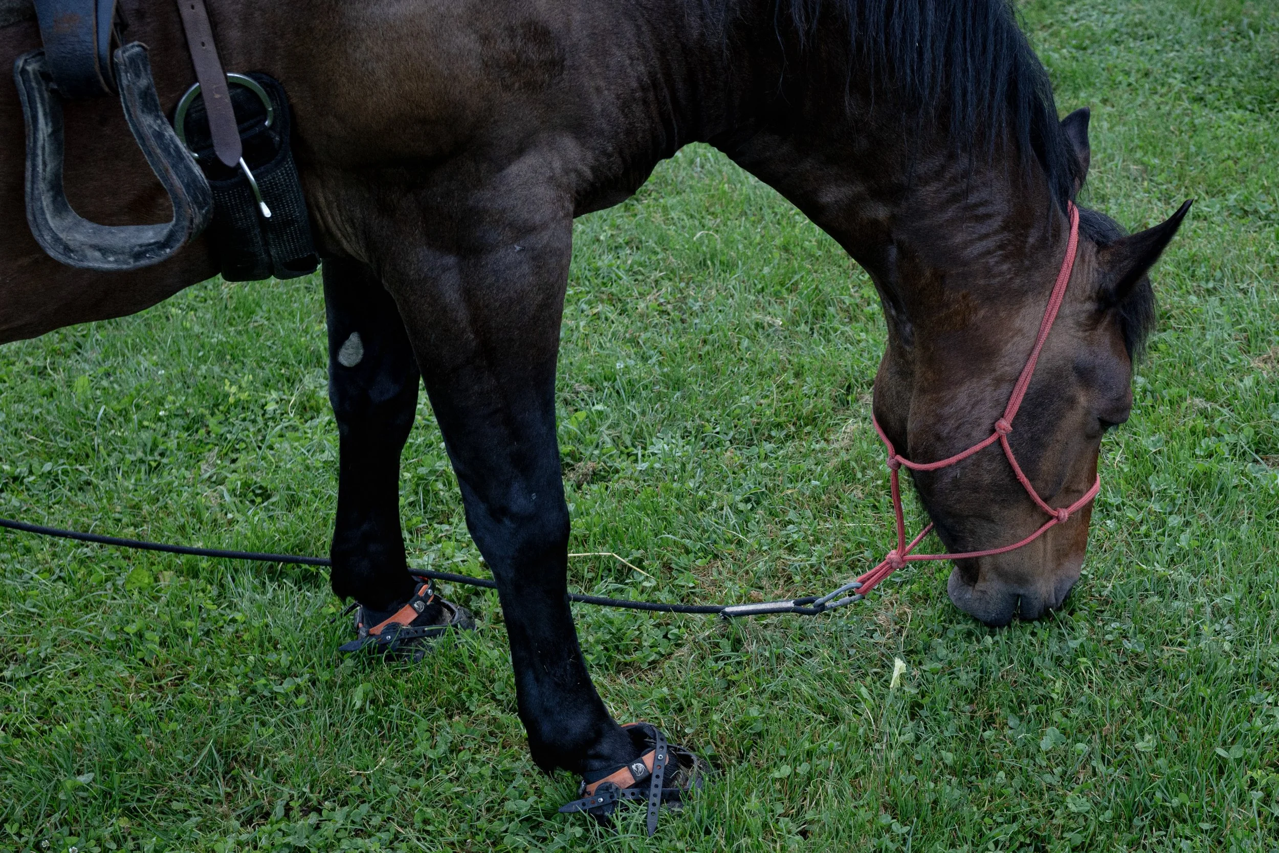 HL_ACHASTAGNER_TRANSHUMANCE_CHARTREUSE_2025_012.jpg