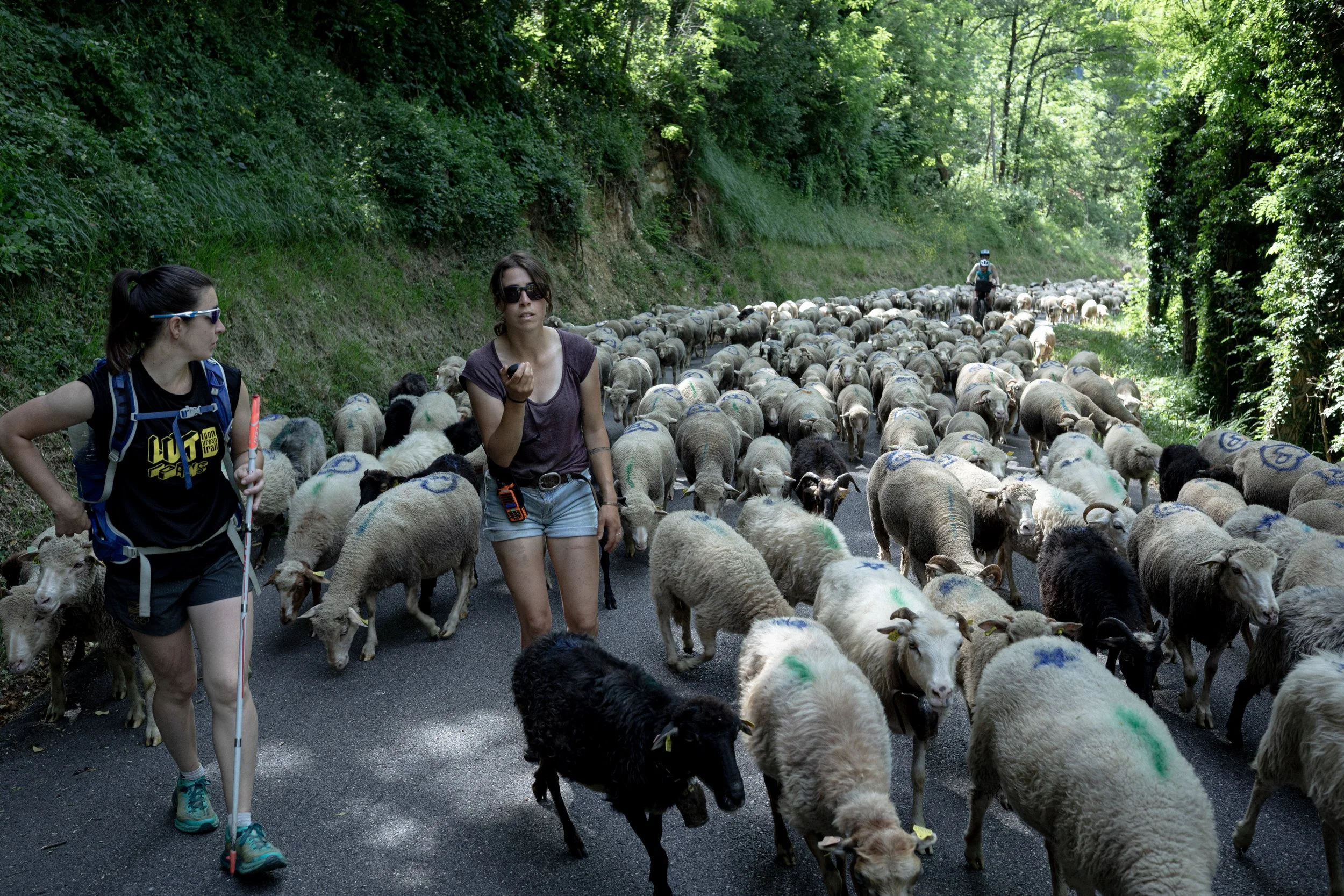 HL_ACHASTAGNER_TRANSHUMANCE_CHARTREUSE_2025_015.jpg