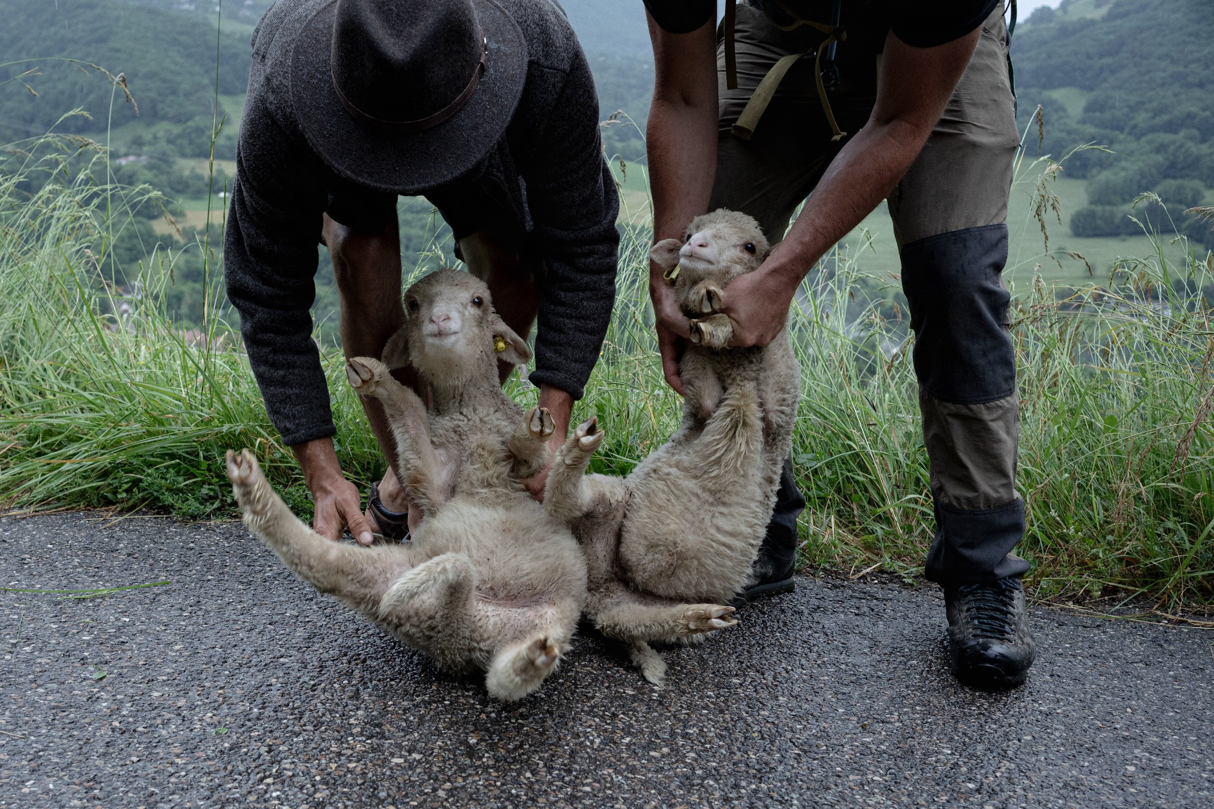 HL_ACHASTAGNER_TRANSHUMANCE_CHARTREUSE_2025_022.jpg
