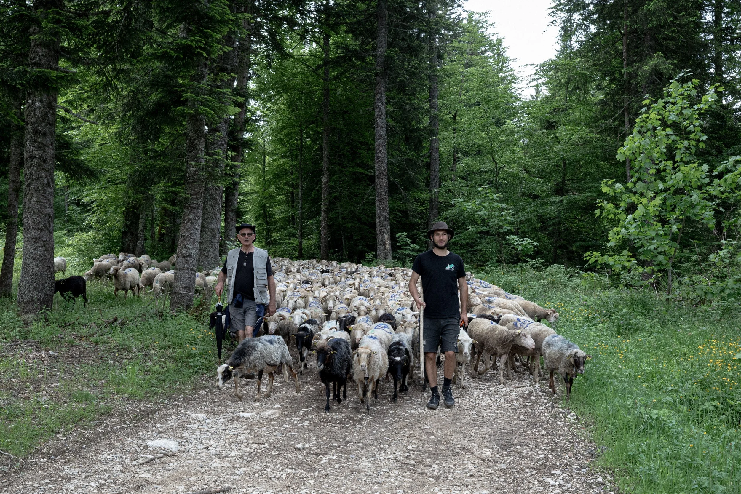 HL_ACHASTAGNER_TRANSHUMANCE_CHARTREUSE_2025_033.jpg