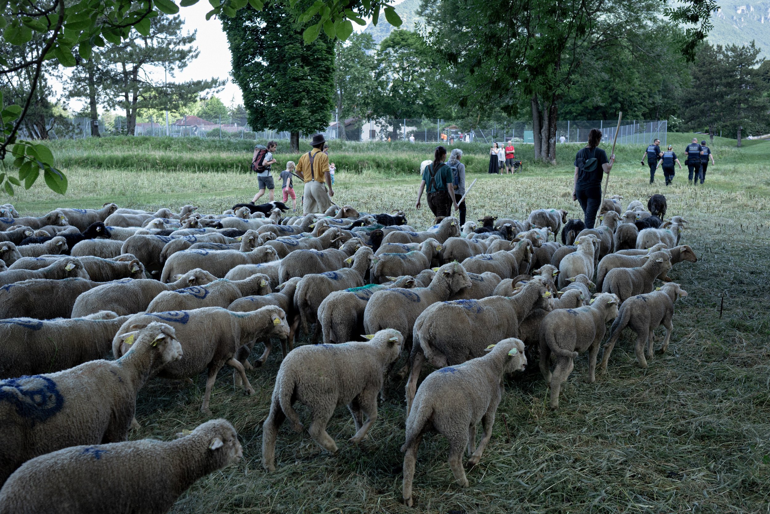 HL_ACHASTAGNER_TRANSHUMANCE_CHARTREUSE_2025_004.jpg