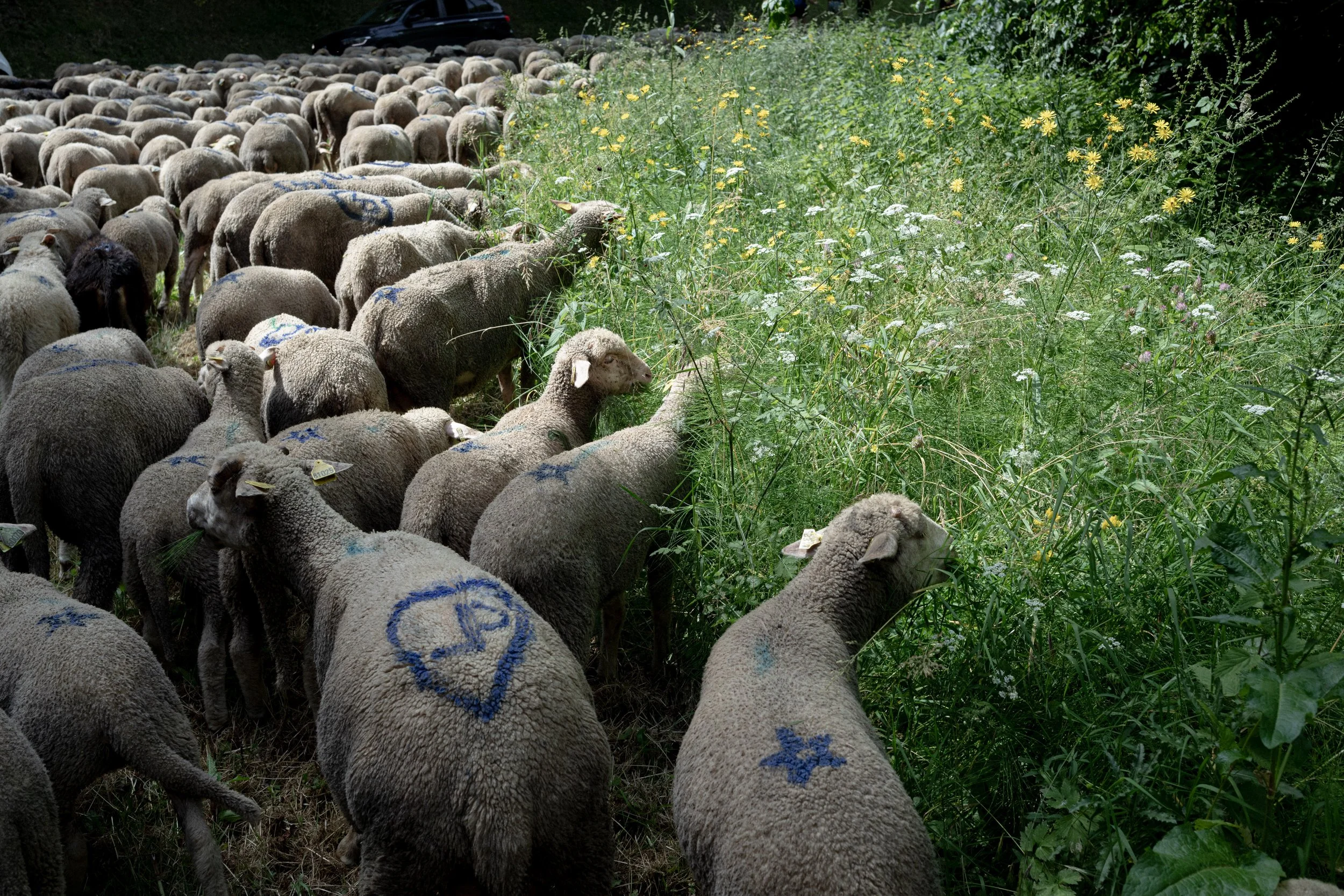 HL_ACHASTAGNER_TRANSHUMANCE_CHARTREUSE_2025_025.jpg
