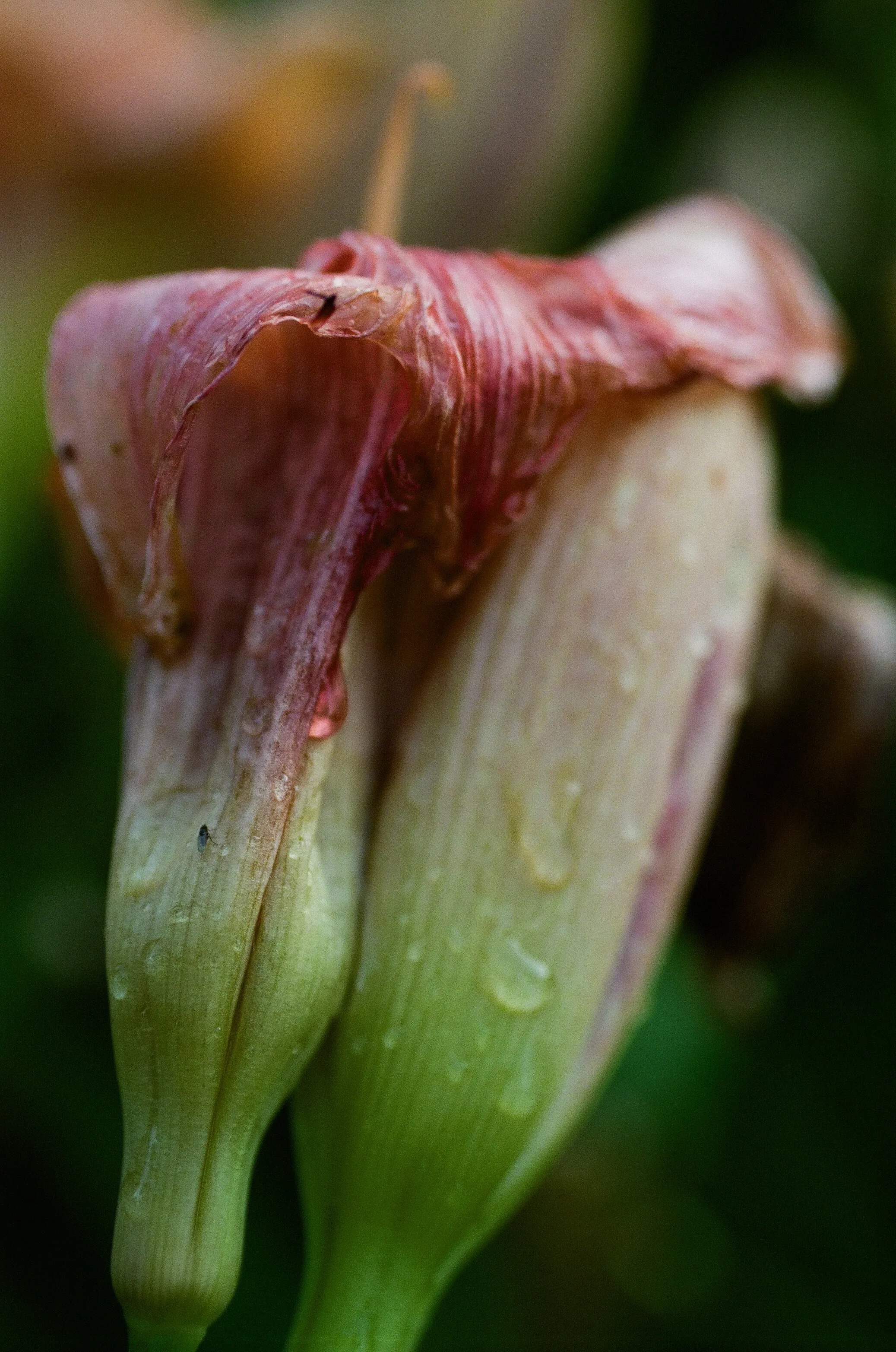 diary 2017 - 10 of 32.jpeg