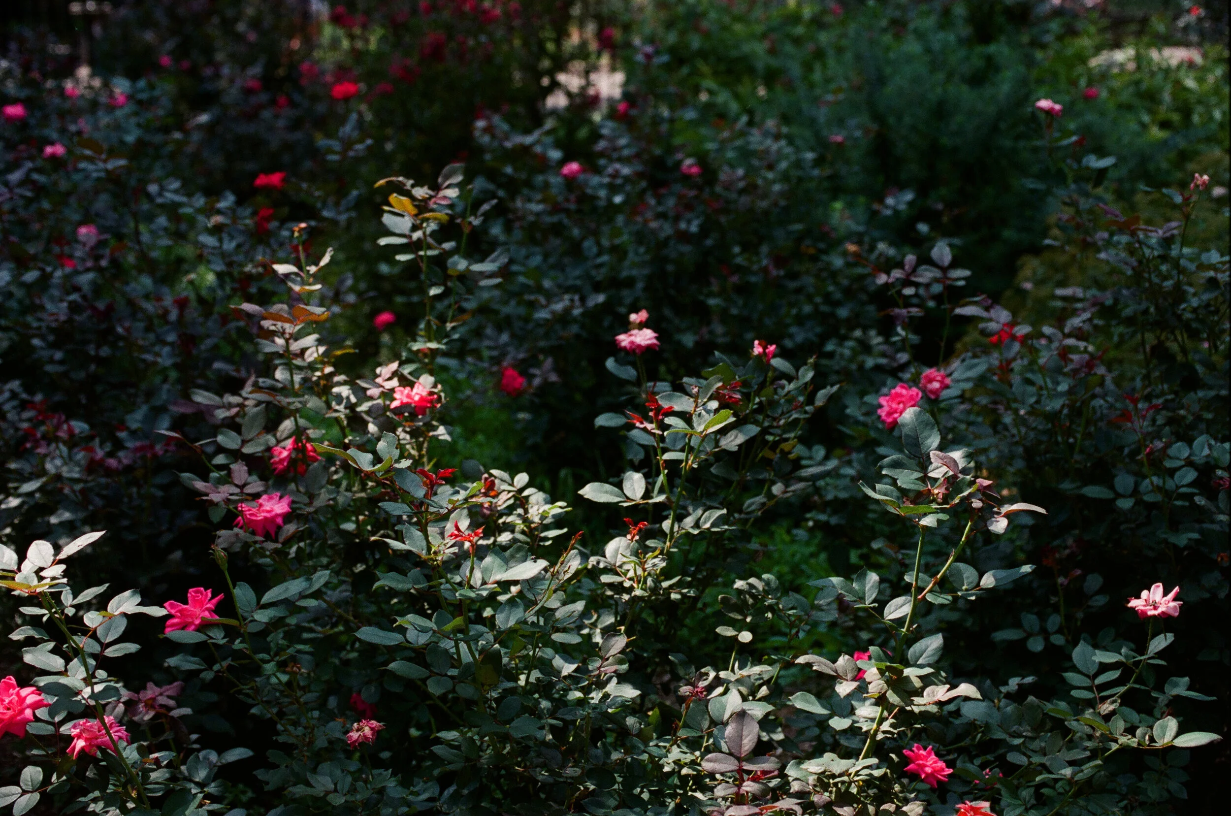 diary 2017 - 8 of 32.jpeg