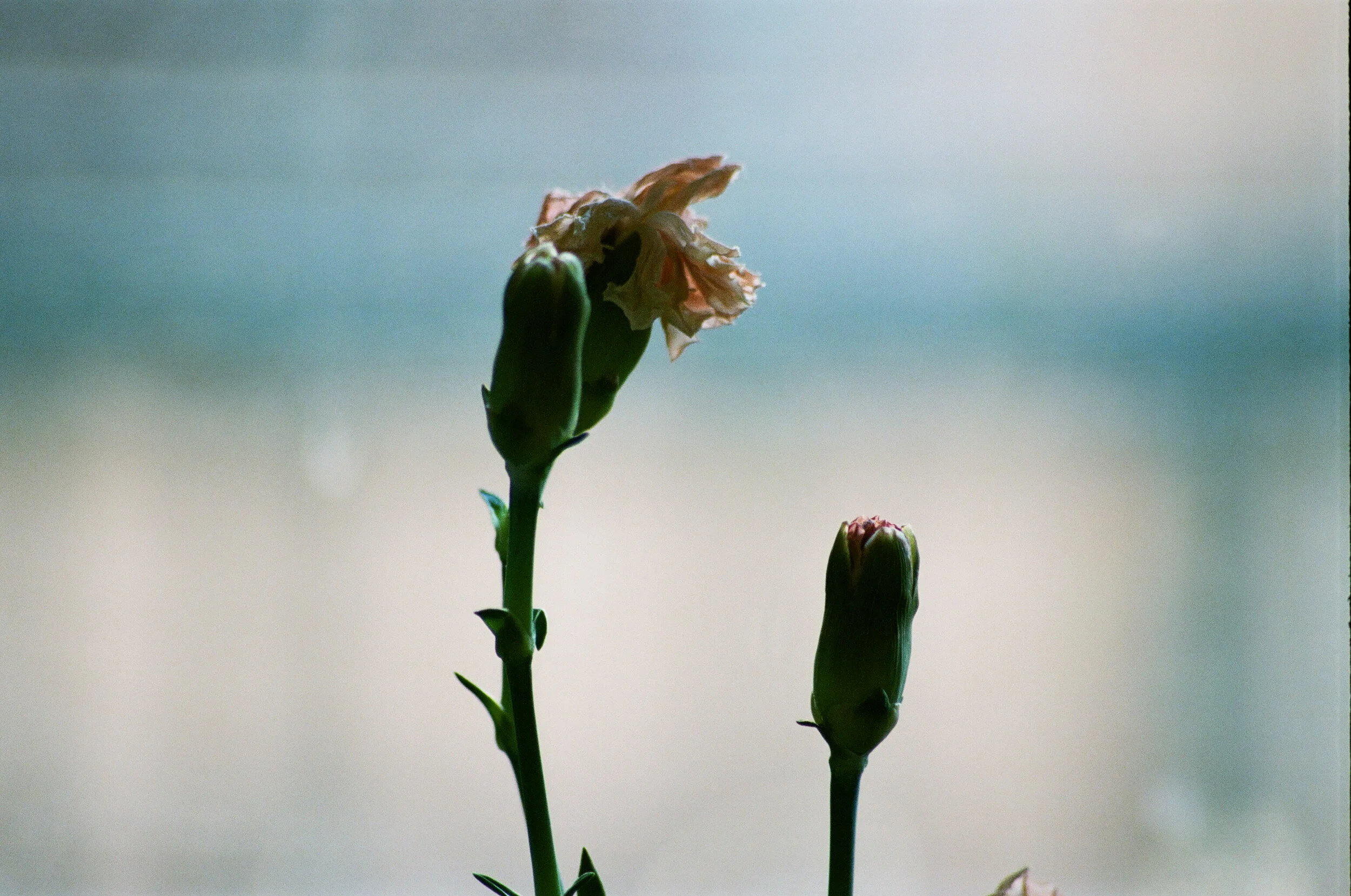 diary 2016 - 13 of 13.jpeg