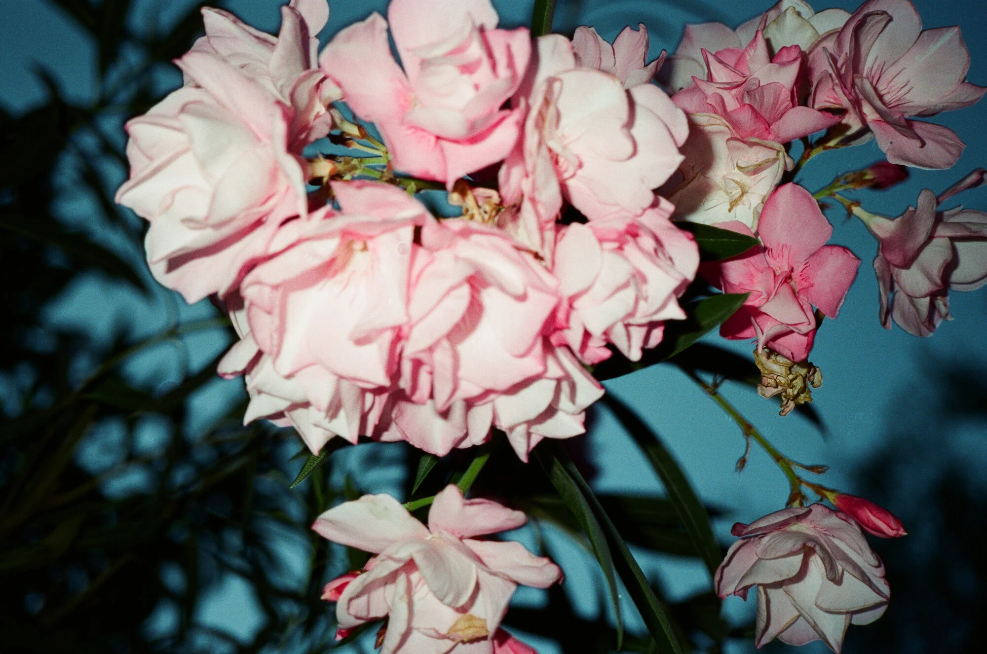 diary2012 - 2 of 13.jpeg