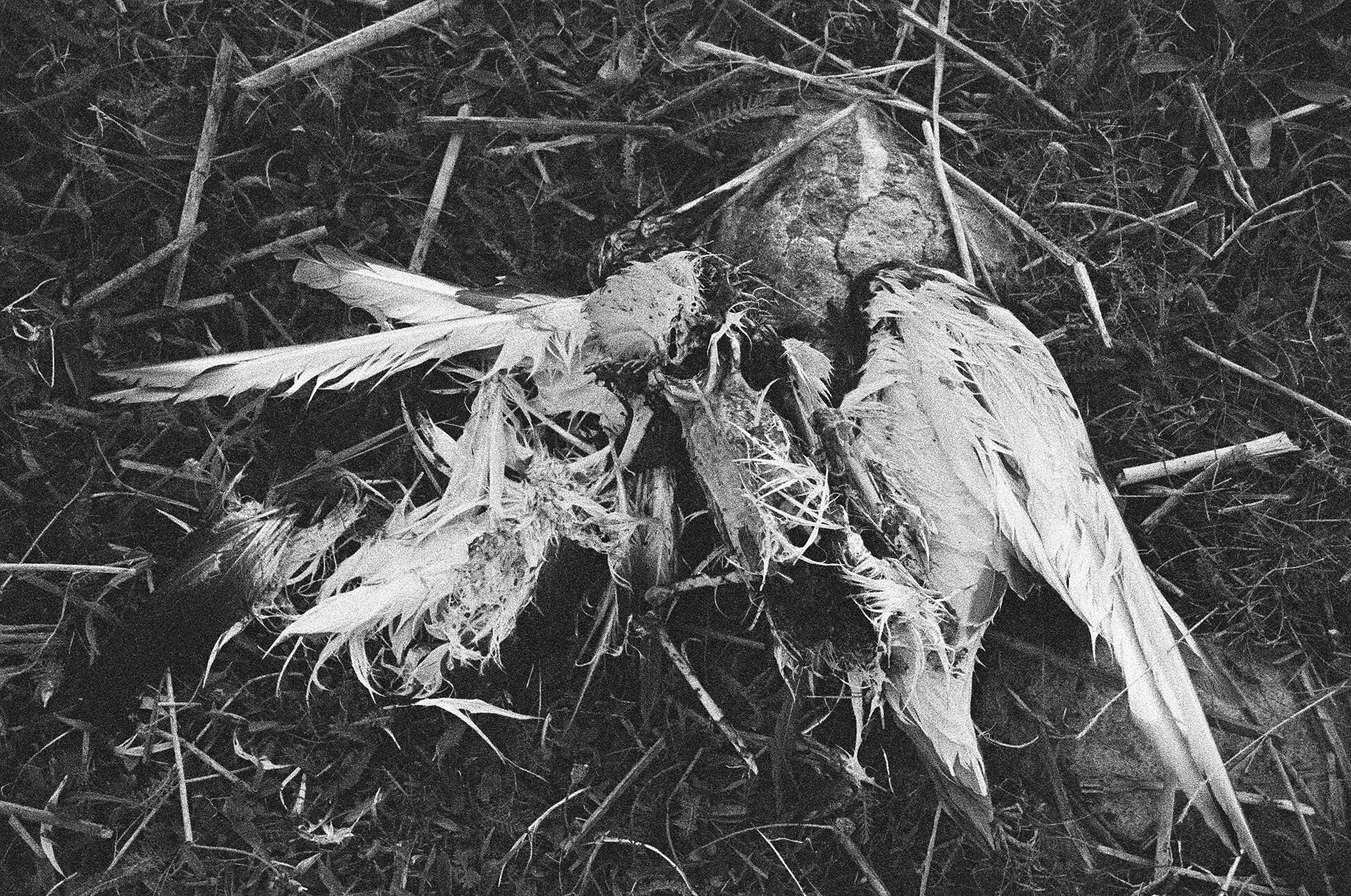 diary 2008  - 15 of 18.jpeg