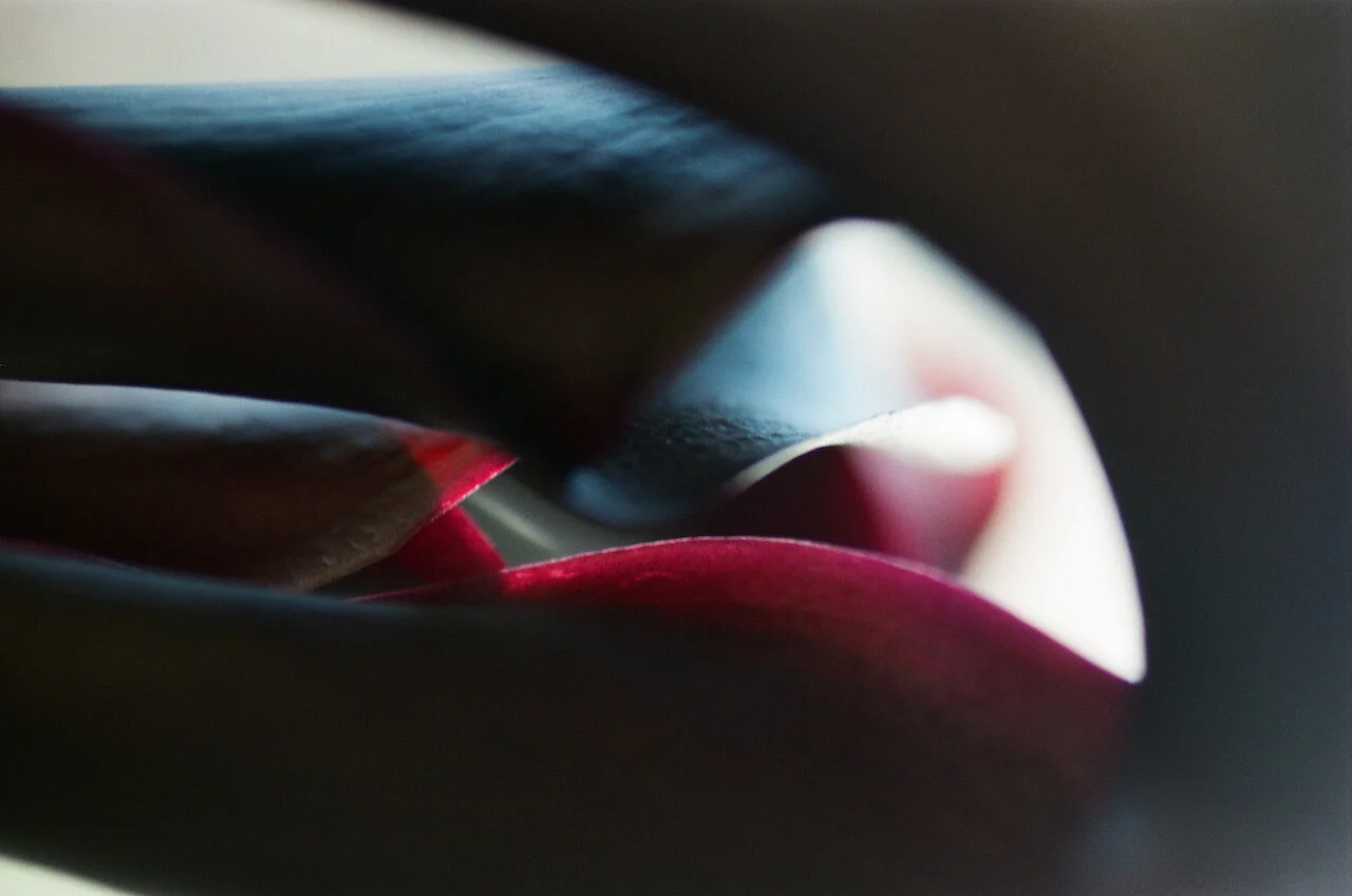 Lina_Scheynius_FLOWERS - 2 of 24.jpeg