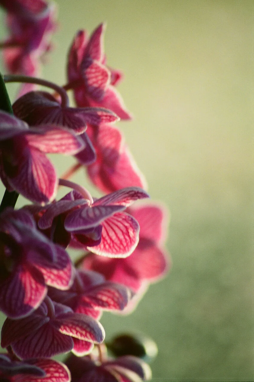 Lina_Scheynius_FLOWERS - 4 of 24.jpeg