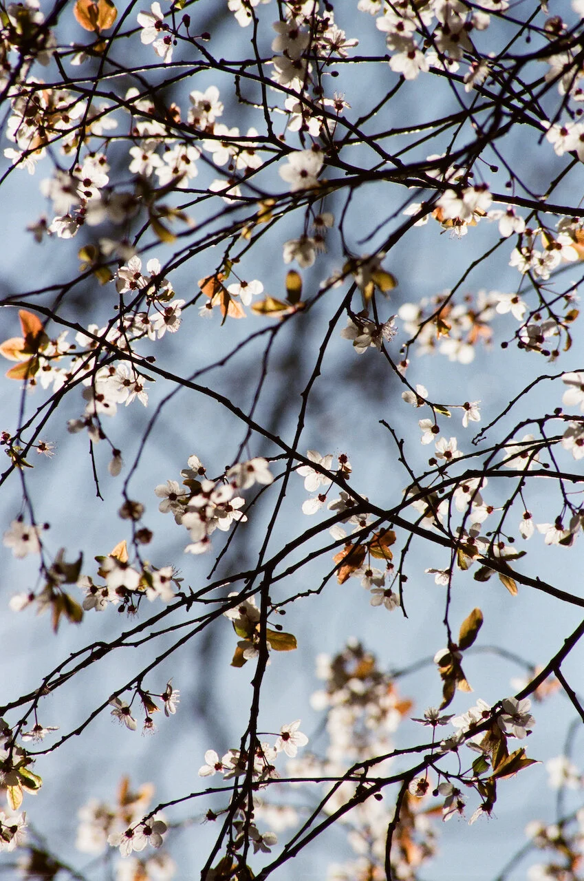 Lina_Scheynius_FLOWERS - 6 of 24.jpeg