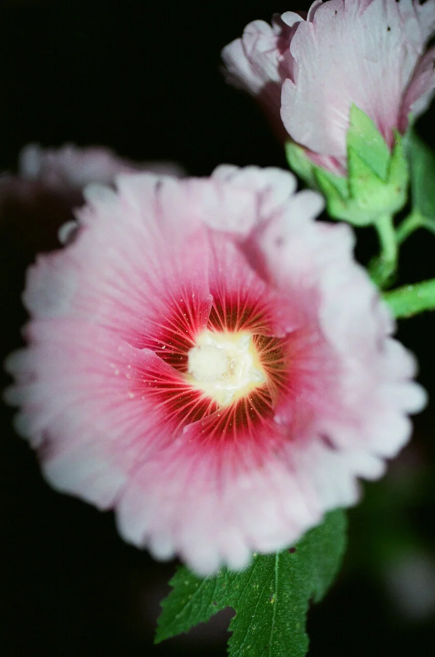 Lina_Scheynius_FLOWERS - 9 of 24.jpeg