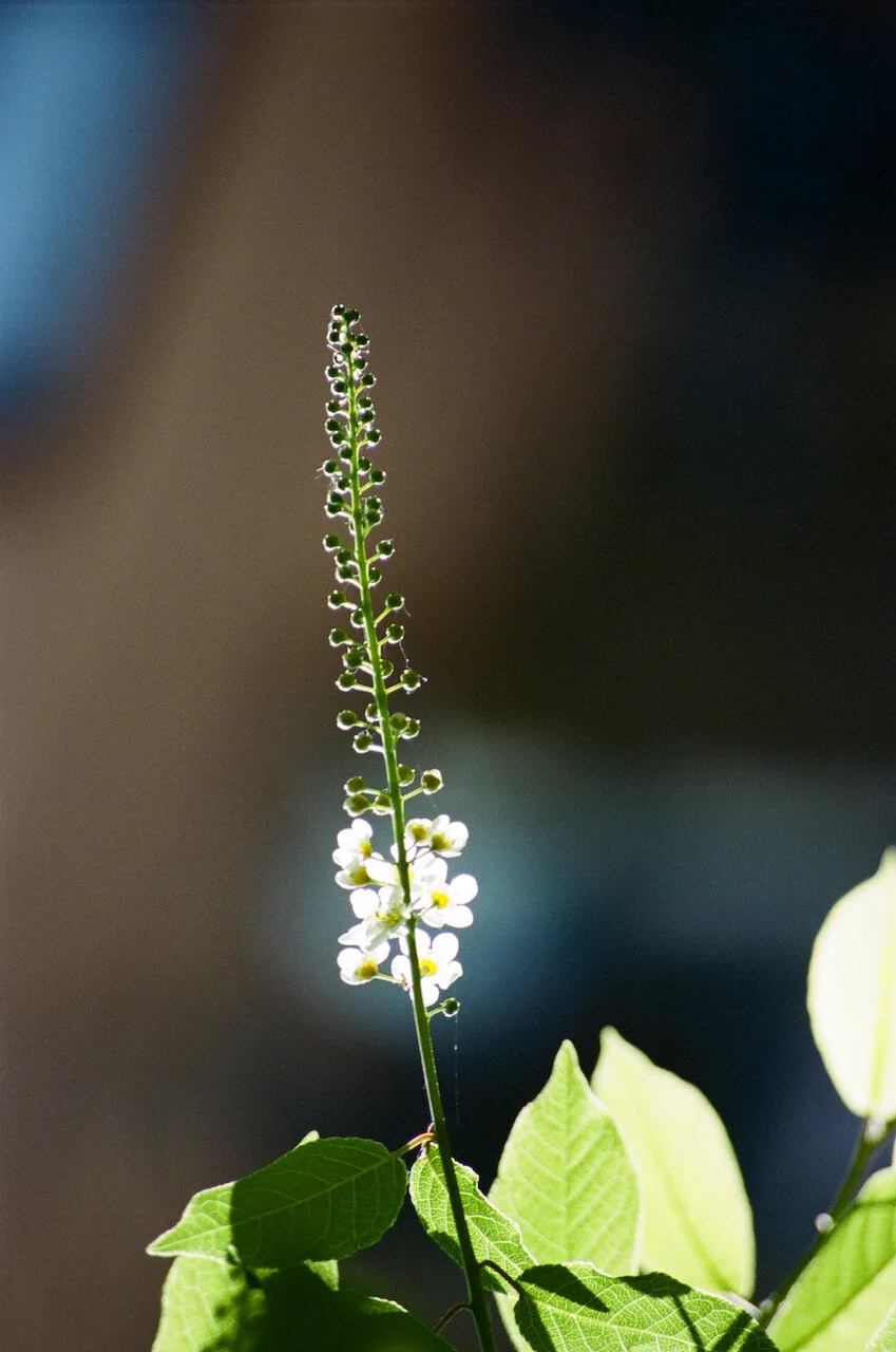 Lina_Scheynius_FLOWERS - 10 of 24.jpeg