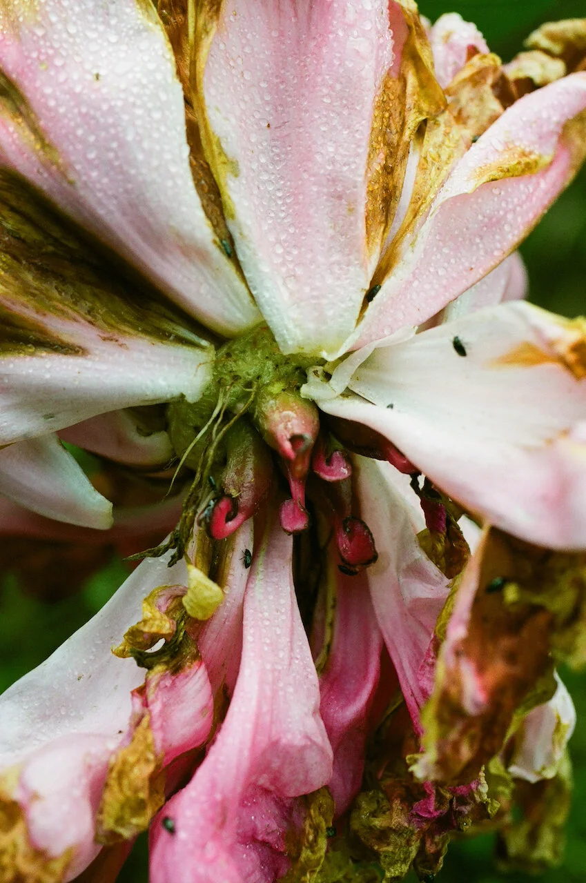 Lina_Scheynius_FLOWERS - 11 of 24.jpeg