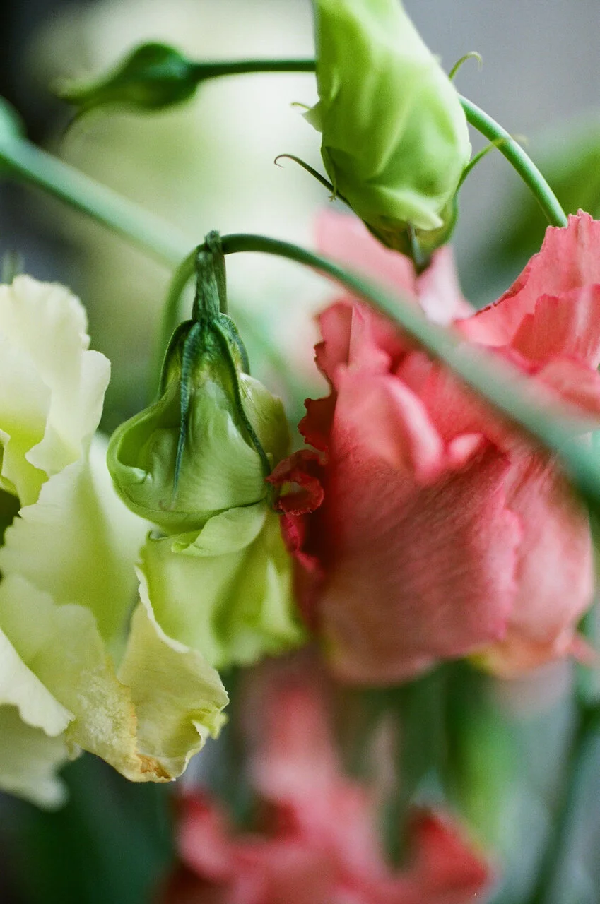 Lina_Scheynius_FLOWERS - 12 of 24.jpeg